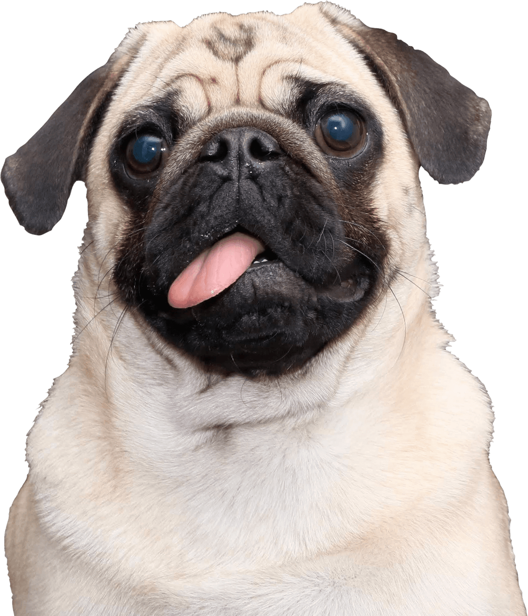 Photo of a pug